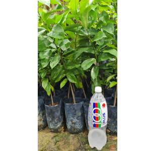 Pokok Sambung Nyawa Merah Hitam